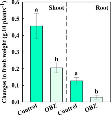 The analysis of lysine succinylation modification reveals the mechanism of oxybenzone damaging of pakchoi (Brassica rapa L. ssp. chinensis)
